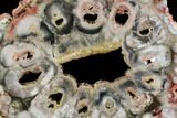 Petrified Seed Fern (Rhexoxylon) Slab - Zimbabwe #106304-1